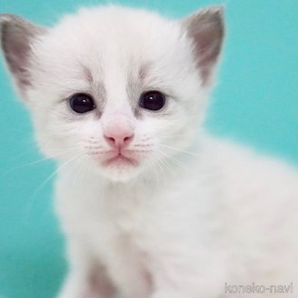 販売中の東京都のラグドール-121199の8枚目